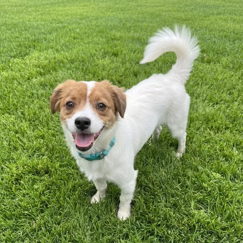 A baby small-sized male Chihuahua dog named Roscoe for adoption in Las Vegas, NV