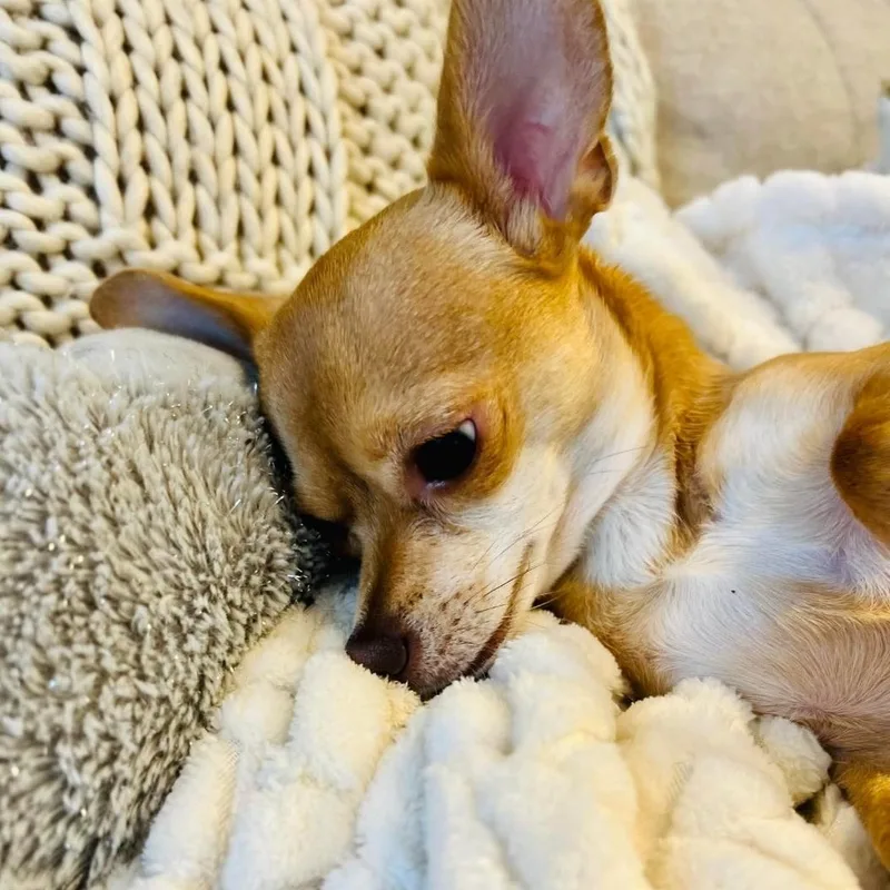 Nala thumbnail 3