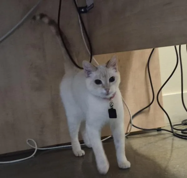 A senior medium-sized female Domestic Short Hair cat named Miss Princess Leia for adoption in Oceanside, CA