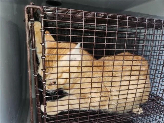 A young medium-sized female Domestic Short Hair cat named Sunnie for adoption in Houston, TX