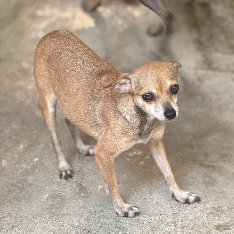 An adult small-sized female Chihuahua dog named Dallas for adoption in Locust Fork, AL