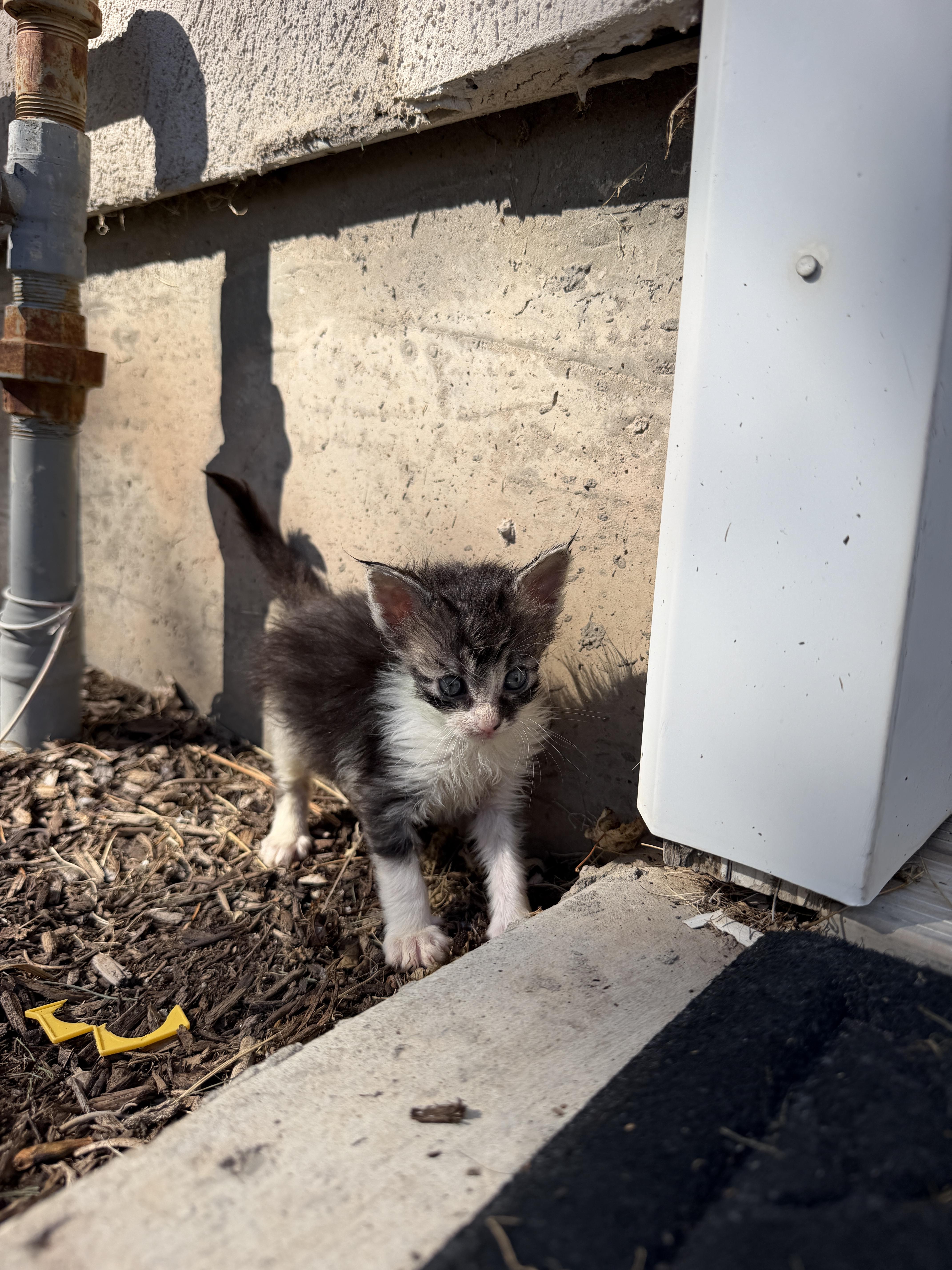 A baby medium-sized female Domestic Short Hair cat named Downy for adoption in Fruit Heights, UT
