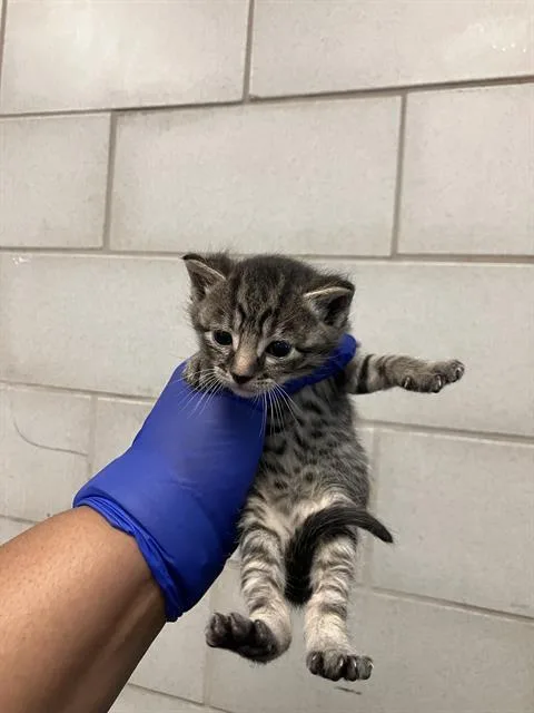 A baby small-sized male Domestic Short Hair cat named Pepper for adoption in Dallas, TX