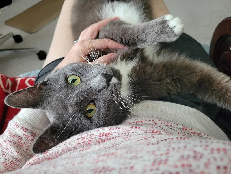 A young medium-sized male Gray & White Domestic Short Hair cat named Dexter for adoption in Nashville, TN