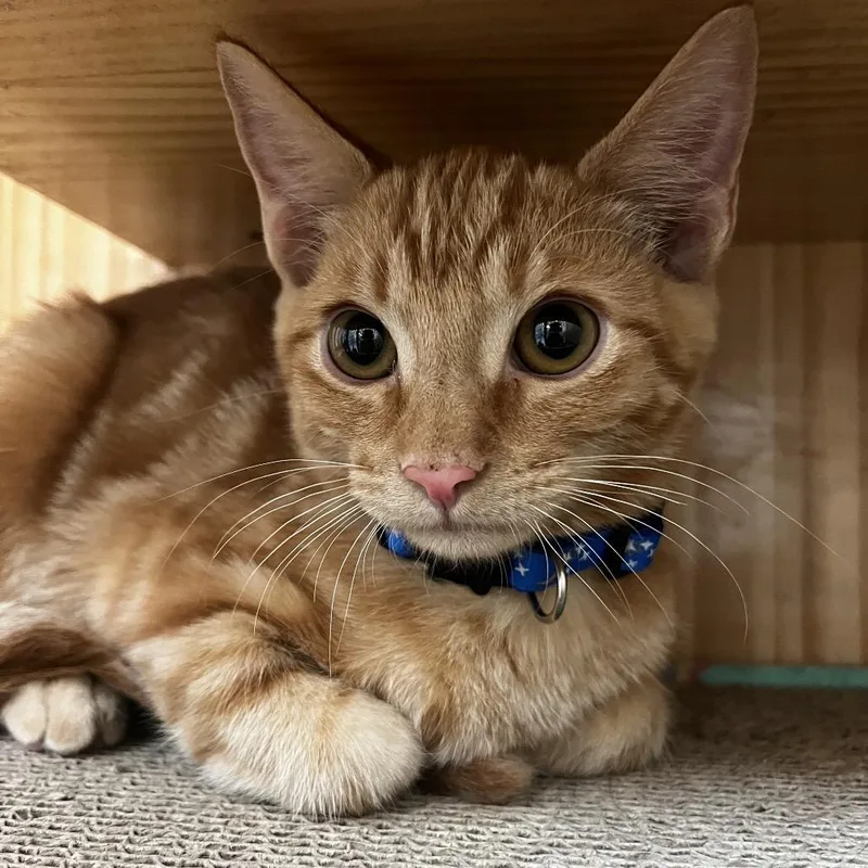 A baby small-sized male Domestic Short Hair cat named Roe for adoption in Yucca Valley, CA