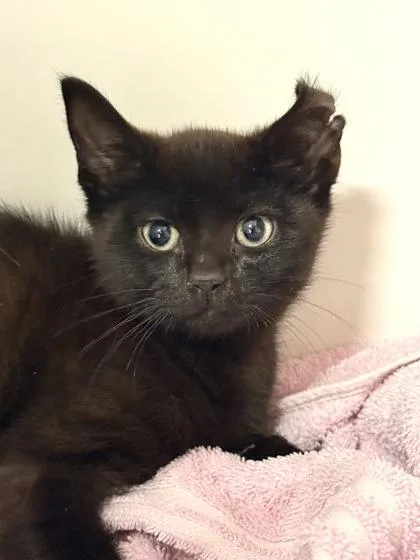 A baby small-sized male Domestic Short Hair cat named Nap Time for adoption in West Chester, PA