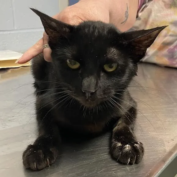 An adult medium-sized female Black Domestic Short Hair cat named Jules for adoption in DeKalb, IL