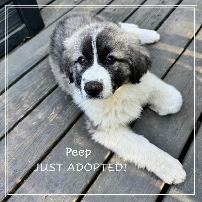 The Easter Litter thumbnail 2