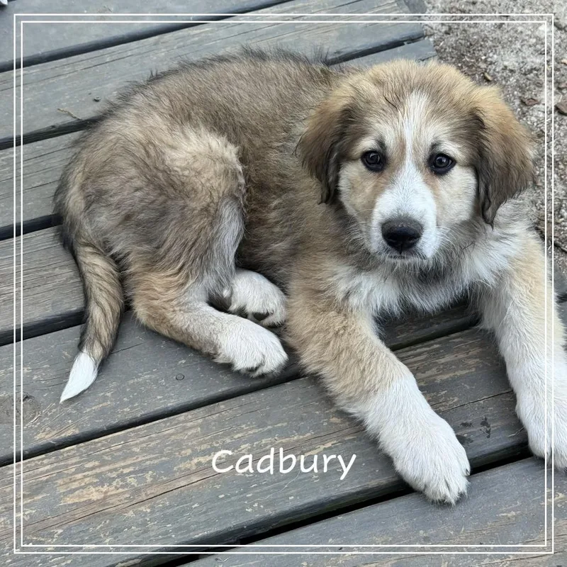 The Easter Litter thumbnail 3