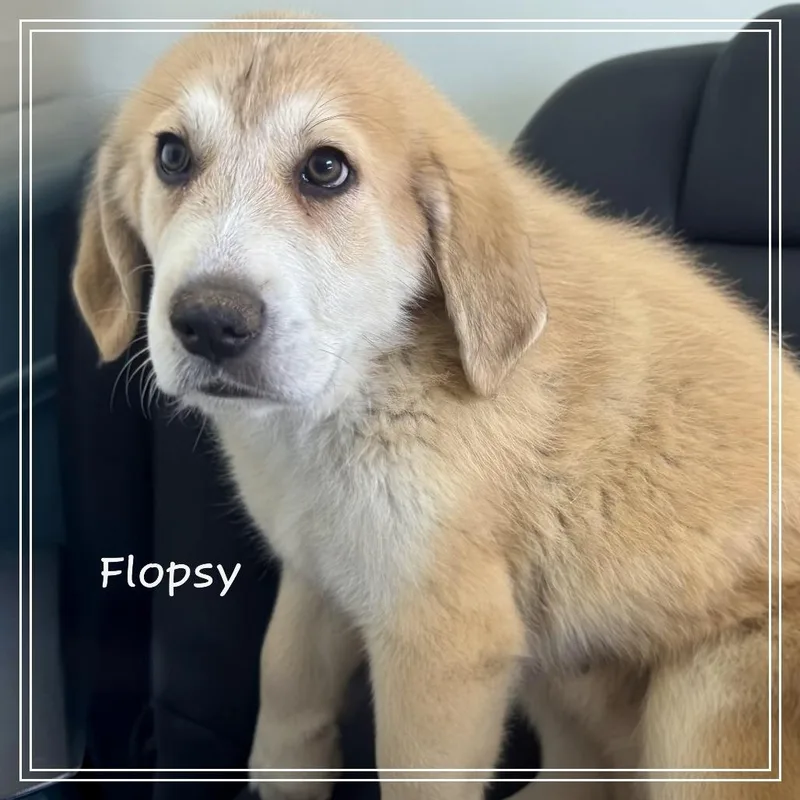 The Easter Litter thumbnail 4