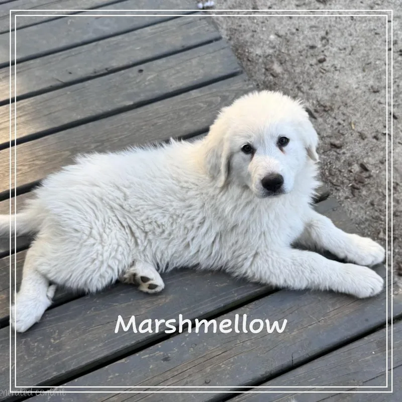 The Easter Litter thumbnail 5