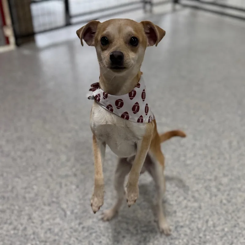 Cardinal thumbnail 2