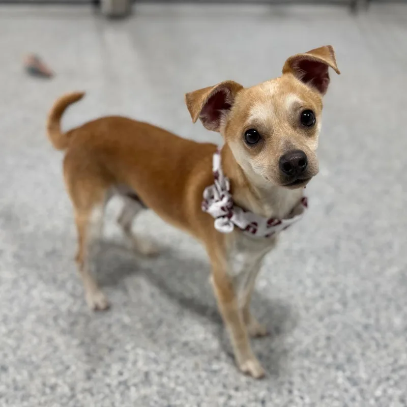 Cardinal thumbnail 3