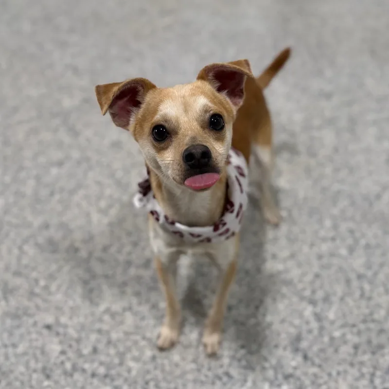 Cardinal thumbnail 4