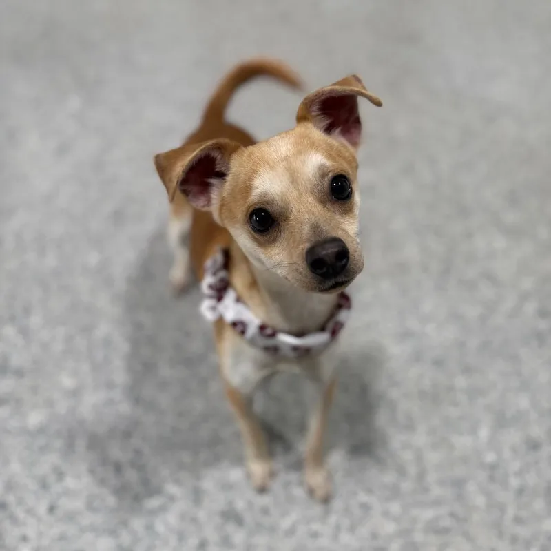 Cardinal thumbnail 5