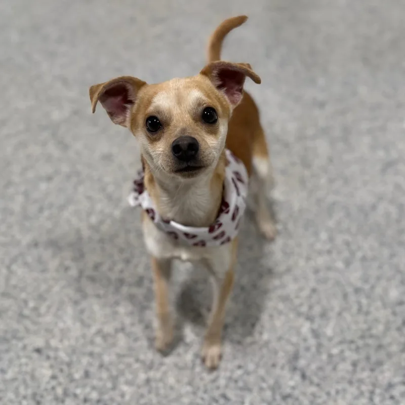 Cardinal thumbnail 6