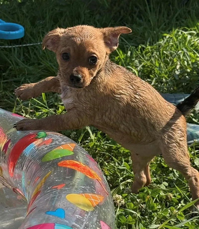 A baby small-sized female Yellow / Tan / Blond / Fawn Chihuahua dog named Spicy for adoption in Willmar, MN