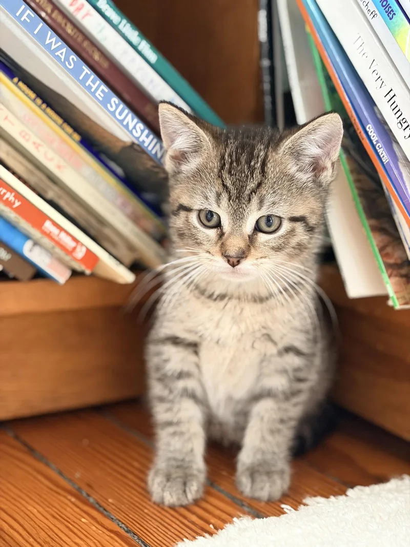 A baby medium-sized male Domestic Short Hair cat named Linky for adoption in Broomall, PA