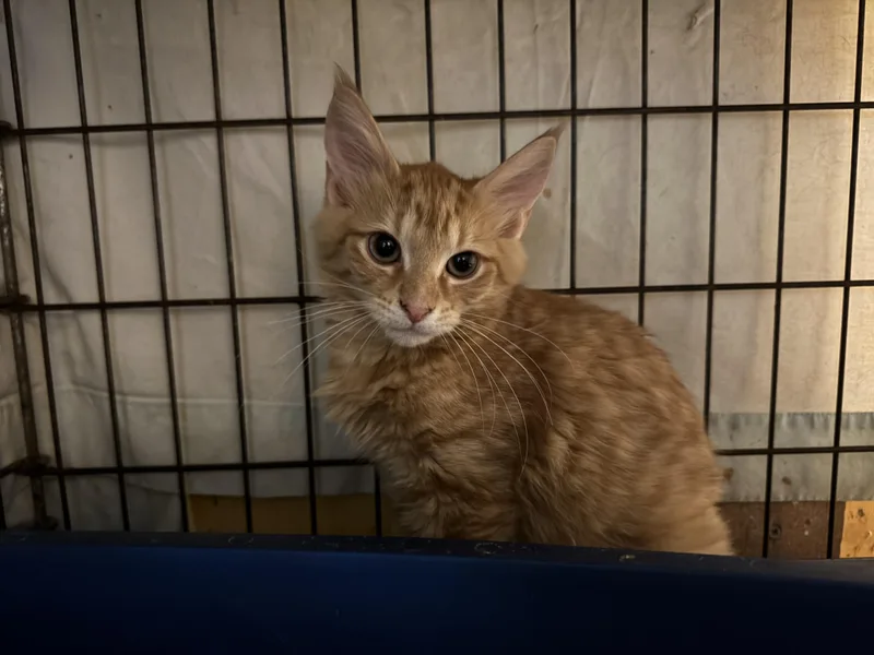 Ferdinand thumbnail 3