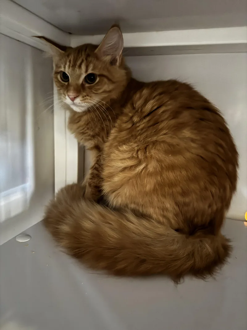 Ferdinand thumbnail 4