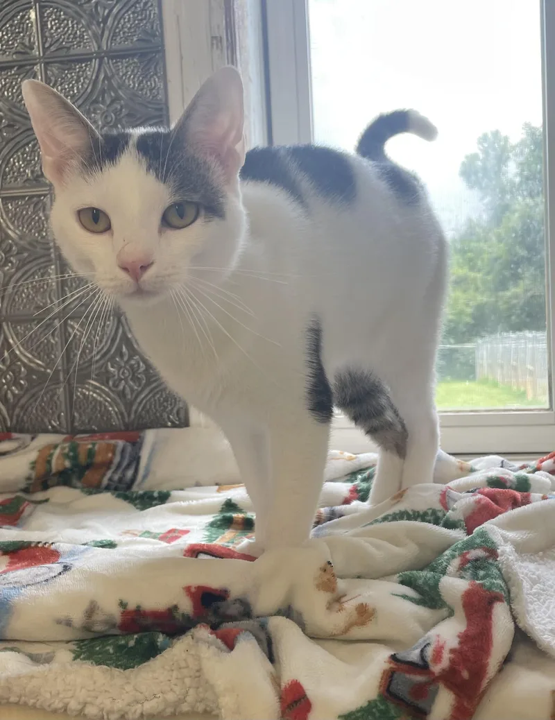 A young medium-sized male Gray & White Domestic Short Hair cat named Winston for adoption in McKenzie, TN