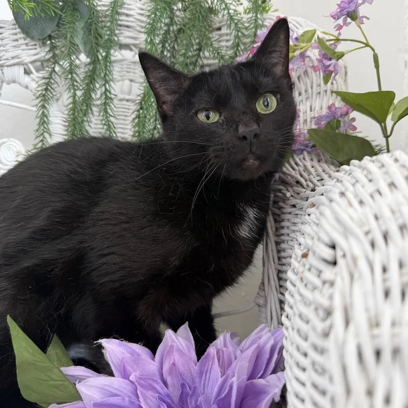 An adult medium-sized female Black Domestic Short Hair cat named Last  Wind for adoption in Eaton Rapids, MI