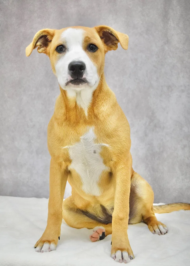 A baby medium-sized female Yellow / Tan / Blond / Fawn Pit Bull Terrier dog named Jenny for adoption in Dublin, CA