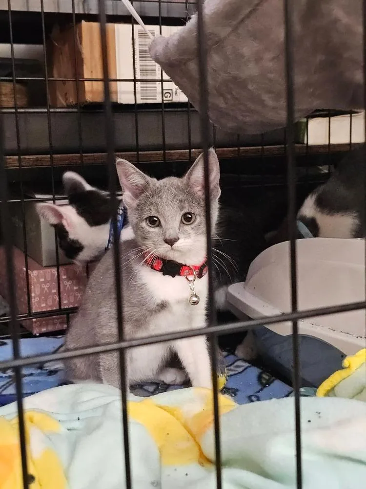 A baby medium-sized female Gray & White Domestic Short Hair cat named Mac for adoption in Dorr, MI