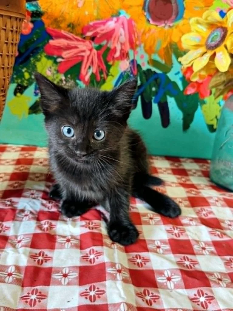 A baby small-sized male Domestic Short Hair cat named Molasses for adoption in Effingham, IL