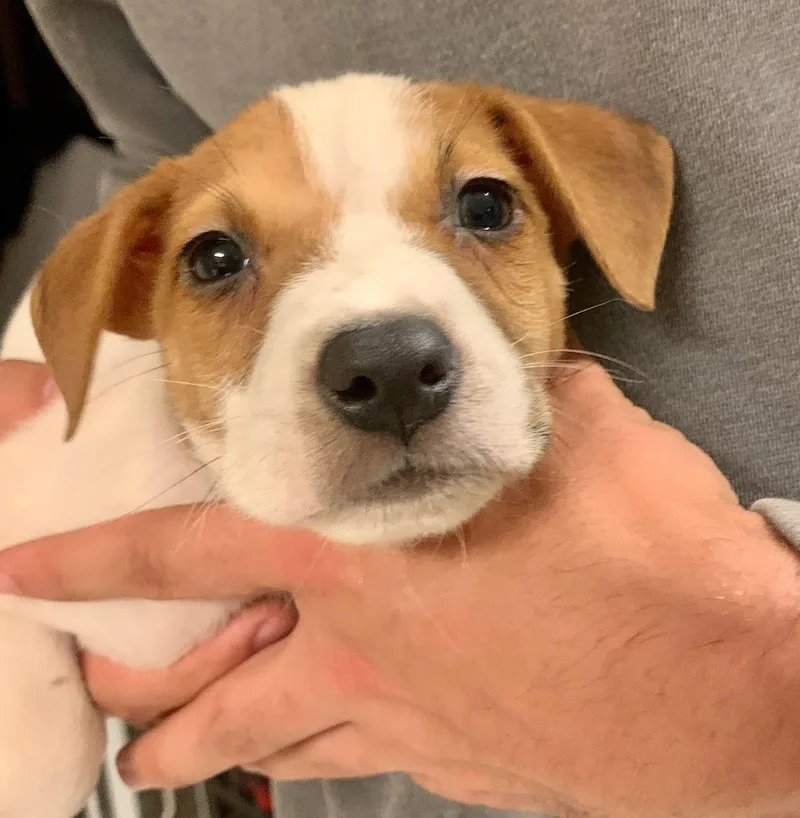 A baby medium-sized male White / Cream Mixed Breed dog named Ancho Pinky for adoption in Dayton, OH