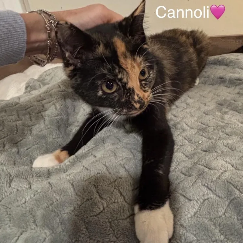 A baby small-sized female Calico Domestic Short Hair cat named Cannoli for adoption in Peachtree City, GA