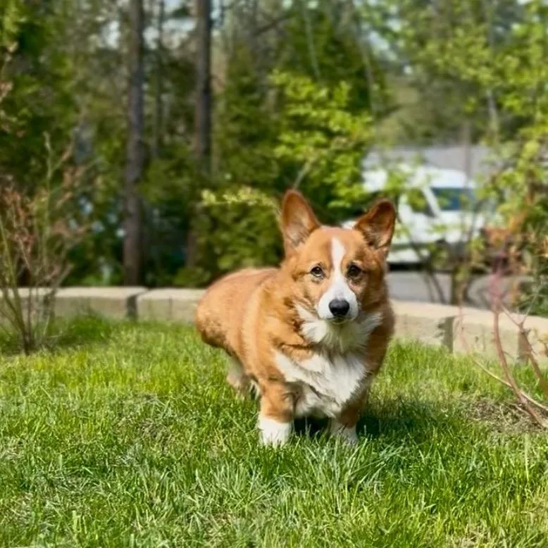 A senior medium-sized male Yellow / Tan / Blond / Fawn Corgi dog named Marty for adoption in Bellingham, WA