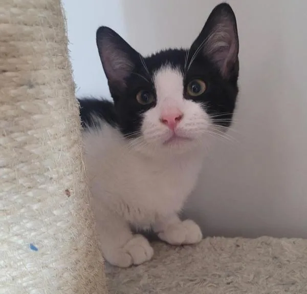 A baby small-sized male Domestic Short Hair cat named Johnny Storm for adoption in El Cajon, CA