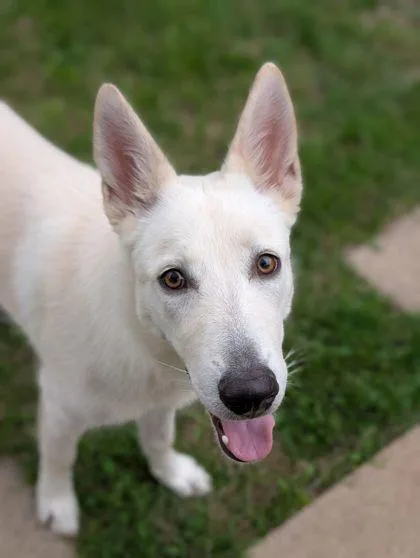 An adult large-sized female German Shepherd Dog dog named Raven for adoption in Mansfield, TX