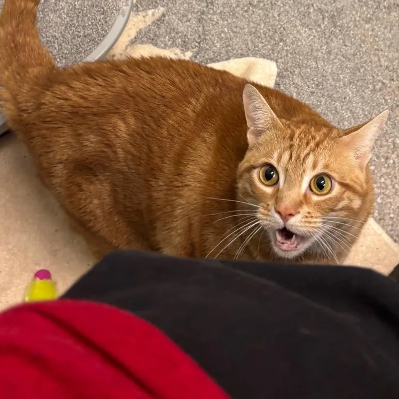 An adult extra large-sized male Orange / Red Domestic Short Hair cat named Nugget for adoption in Grand Rapids, MI