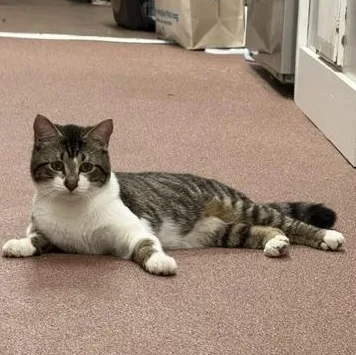 A young medium-sized male Tabby (Brown / Chocolate) Domestic Short Hair cat named Kreuger for adoption in Saranac Lake, NY