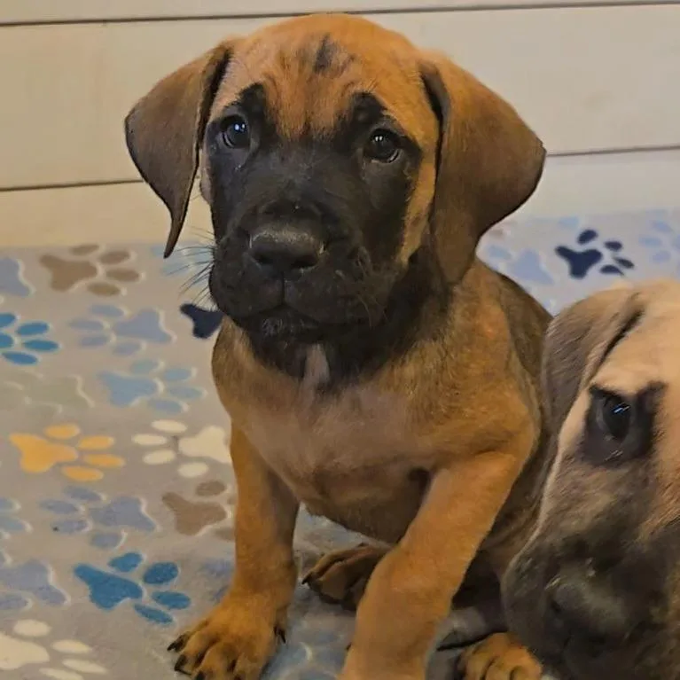 A baby large-sized male Brown / Chocolate Mixed Breed dog named Samuel for adoption in Brownsboro, AL