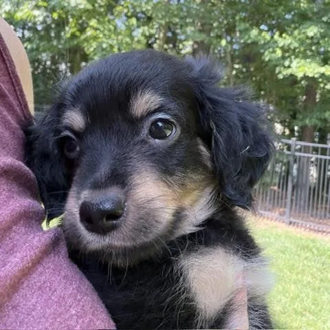 A baby small-sized male Black Chihuahua dog named Roy for adoption in Midlothian, VA
