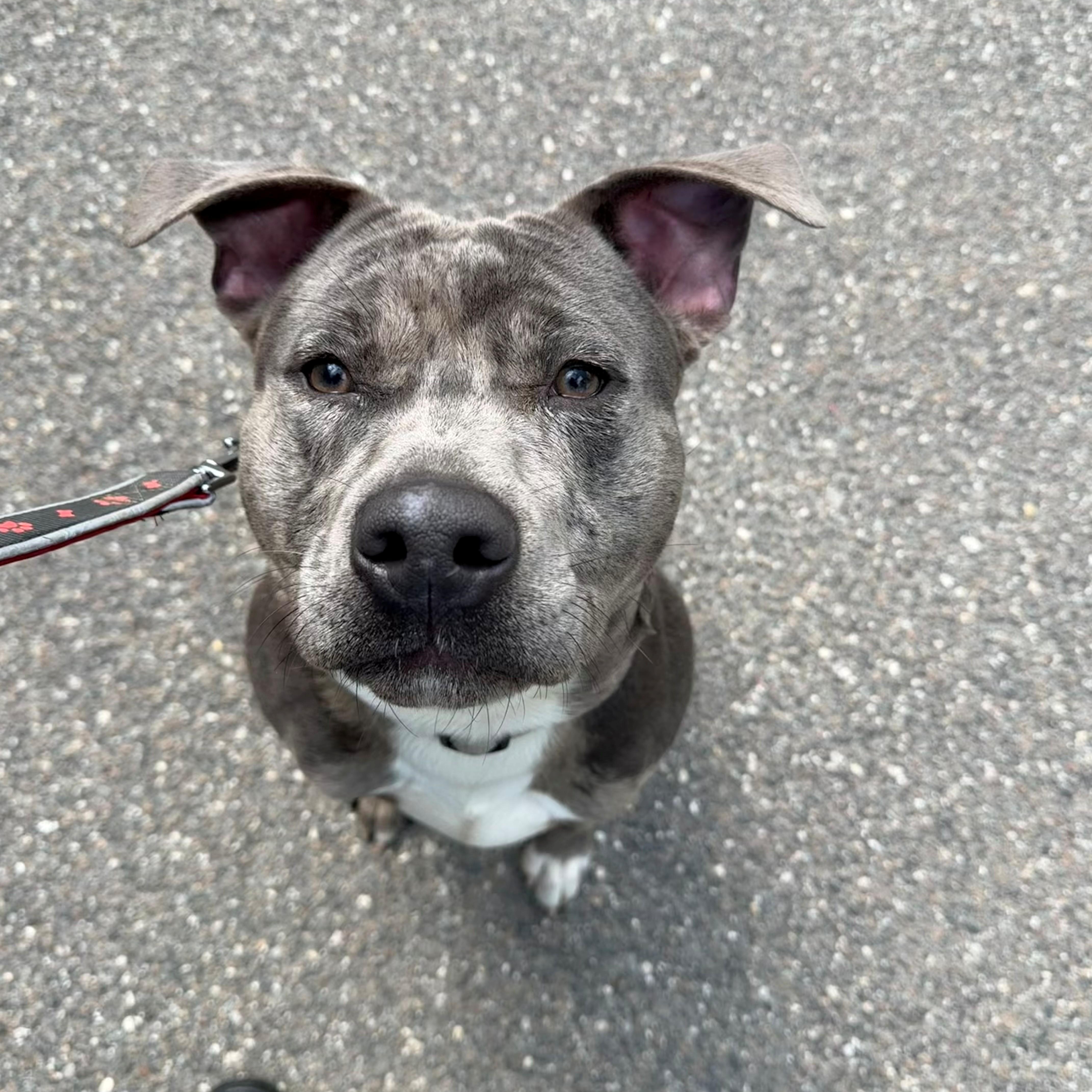 A young medium-sized male Gray / Blue / Silver Pit Bull Terrier dog named Blue for adoption in East Northport, NY