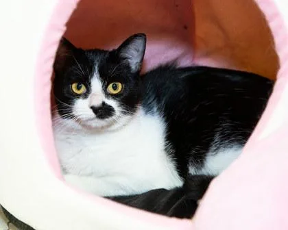 A young small-sized female Domestic Short Hair cat named Lia for adoption in Longmont, CO