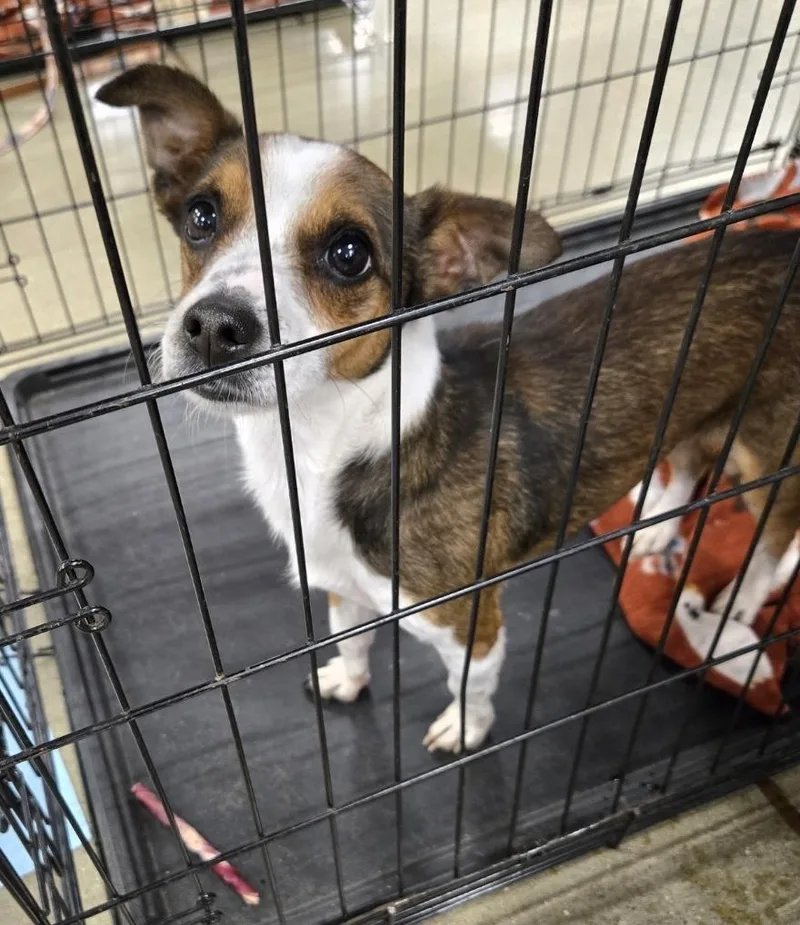 An adult small-sized male Chihuahua dog named Dutton for adoption in Ross, OH