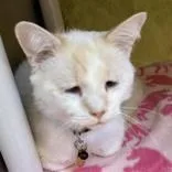 An adult medium-sized male Cream Point Domestic Short Hair cat named Growler Gary for adoption in Lansing, MI
