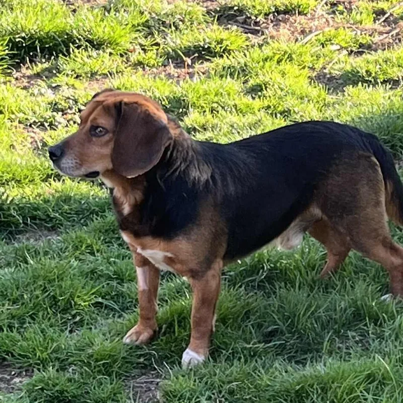 A young small-sized male Bicolor Beagle dog named Brownie for adoption in Stoughton, MA