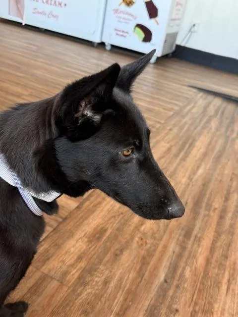 A young medium-sized female Tricolor (Brown, Black, & White) Belgian Shepherd / Malinois dog named Eevee located in California for adoption in Imlay City, MI