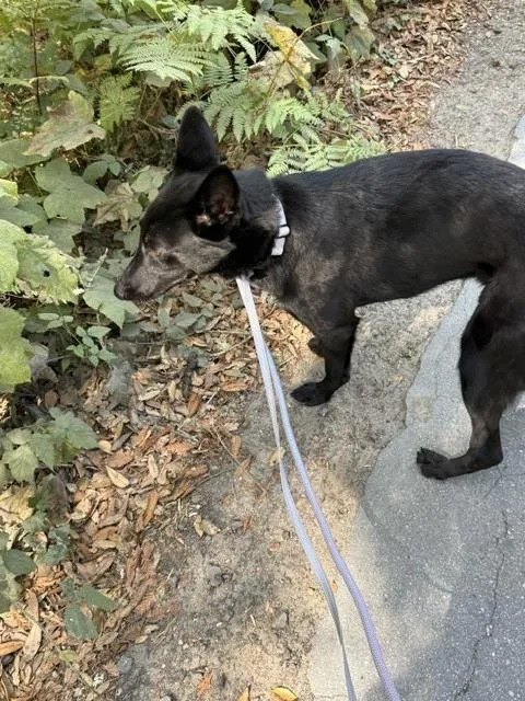 Eevee located in California thumbnail 3