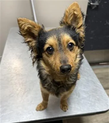 A young small-sized male Chihuahua dog named Murphy for adoption in Redlands, CA