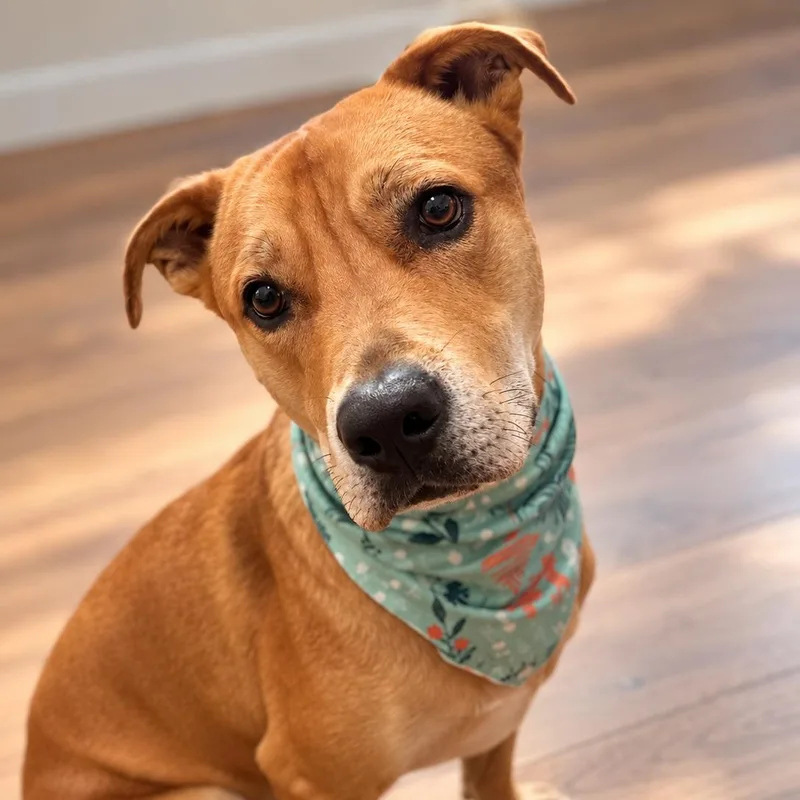 Scooby