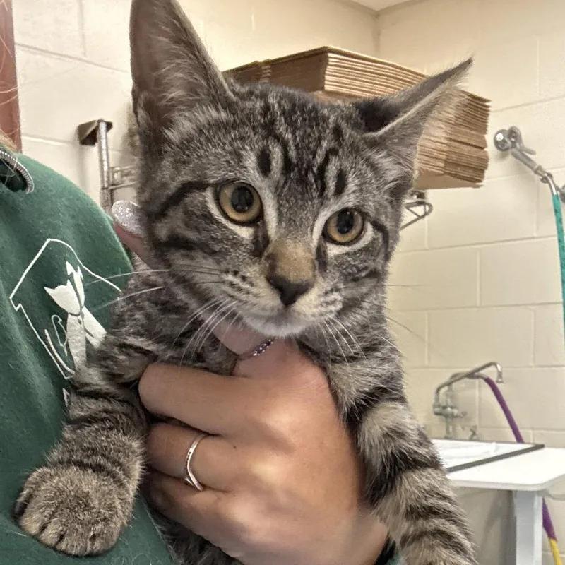 A baby small-sized female Brown / Chocolate Domestic Short Hair cat named Abby Cadabby for adoption in Brockton, MA
