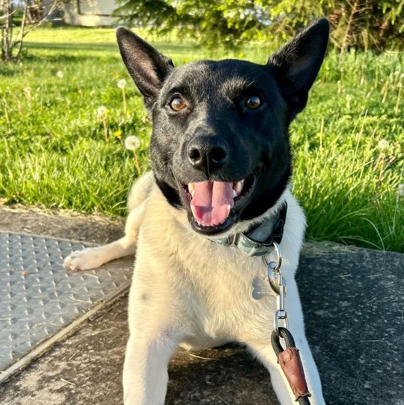 A young small-sized male Mixed Breed dog named Dr. Langdon for adoption in State College, PA