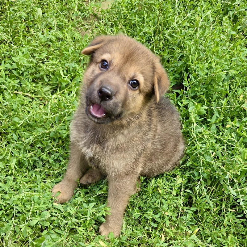 A baby medium-sized male Golden Shepherd dog named Bug for adoption in Prior Lake, MN